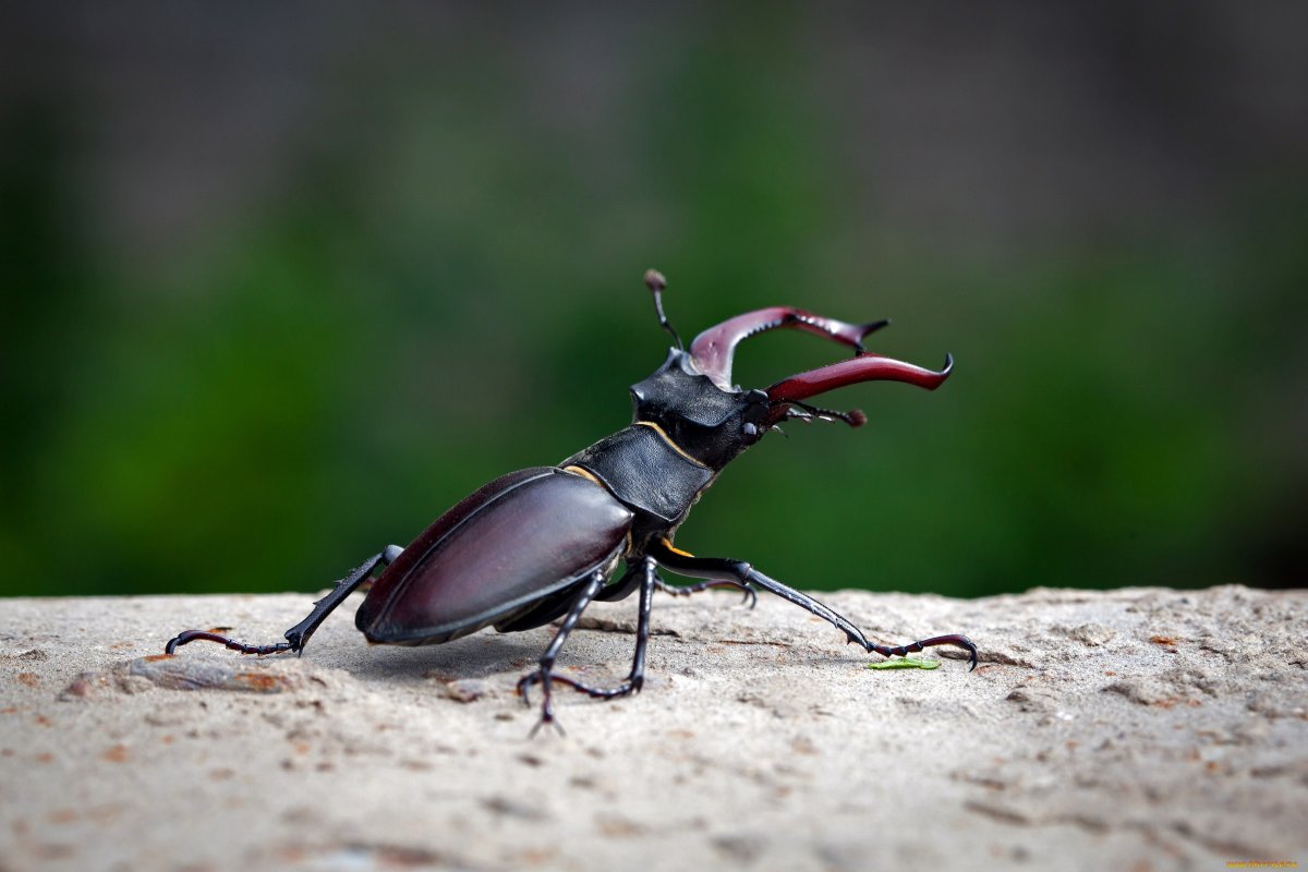 Саратовский гос природный заказник