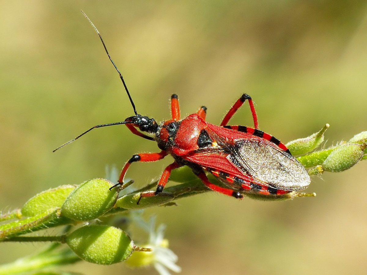 Макроид насекомое