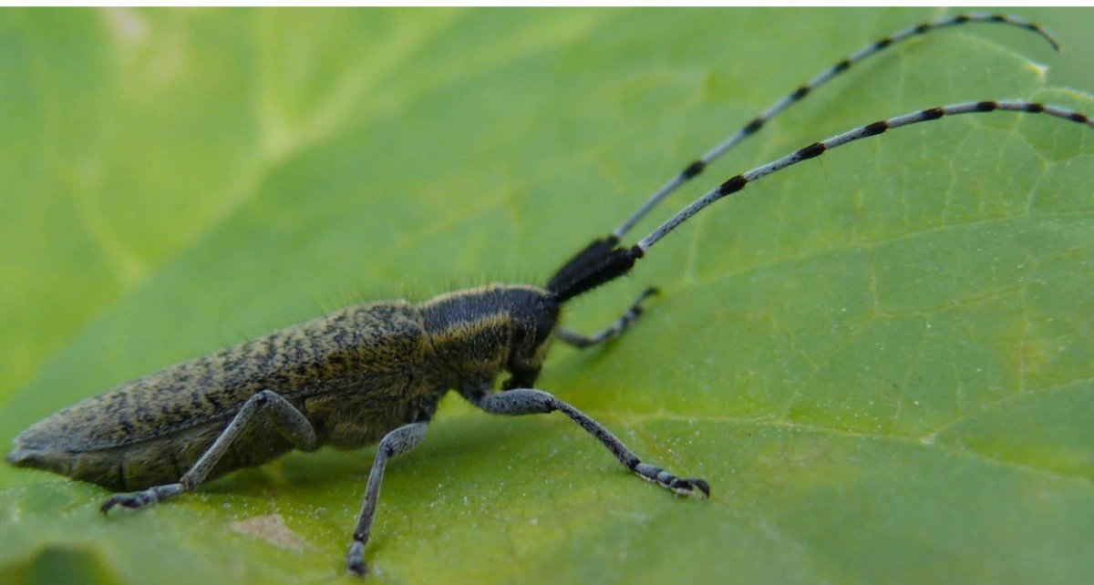 Астраханская мошка крокодил