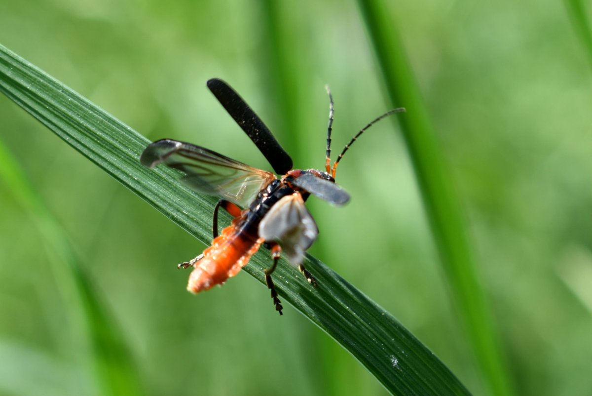 Трихограмма насекомое Жук