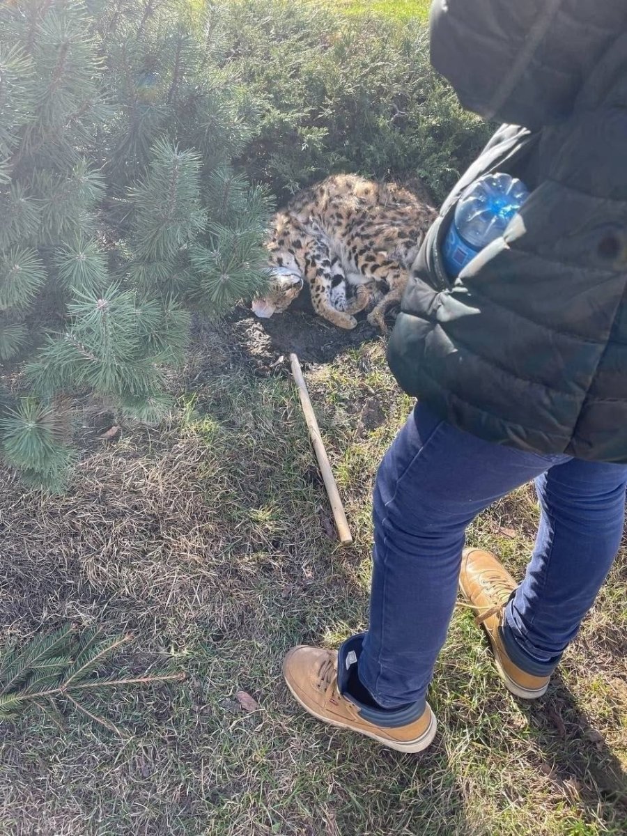 Жук-олень (Lucanus Cervus)