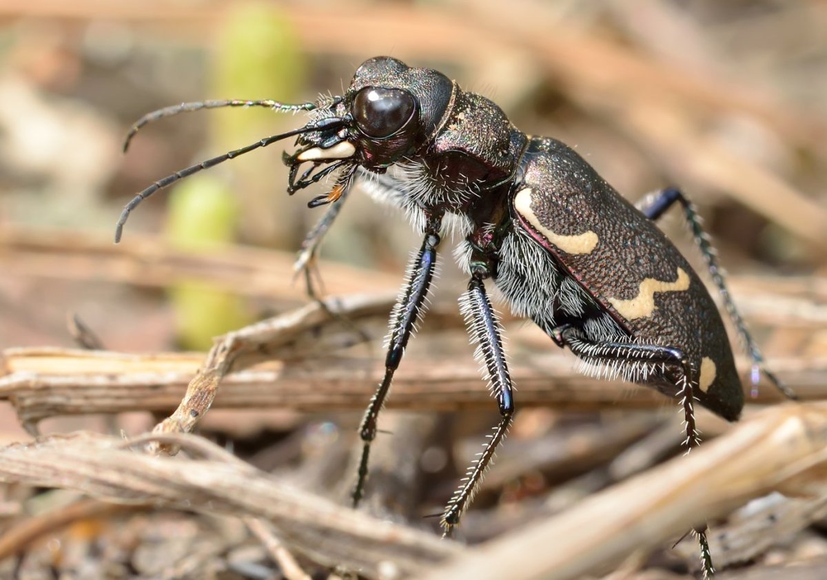 Зеленая кобылка кузнечик