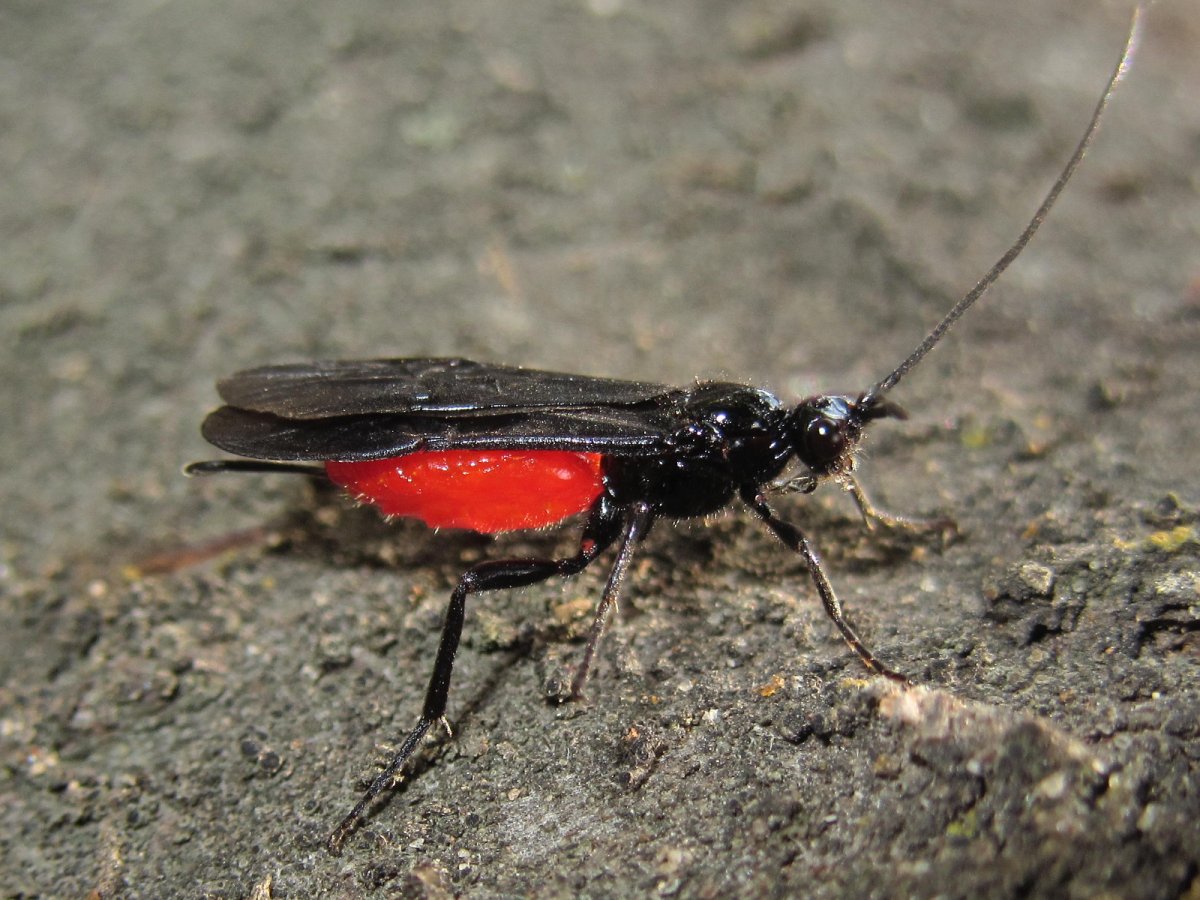 Жук олень жужелица