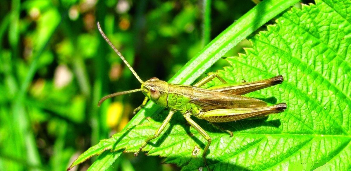 Жук Рогач зеленый