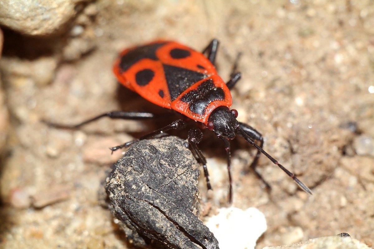 Самец богомола