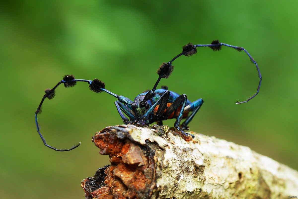 Насекомые названия