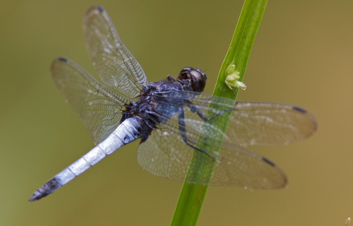 Прудковский участок лунника оживающего Тульская область