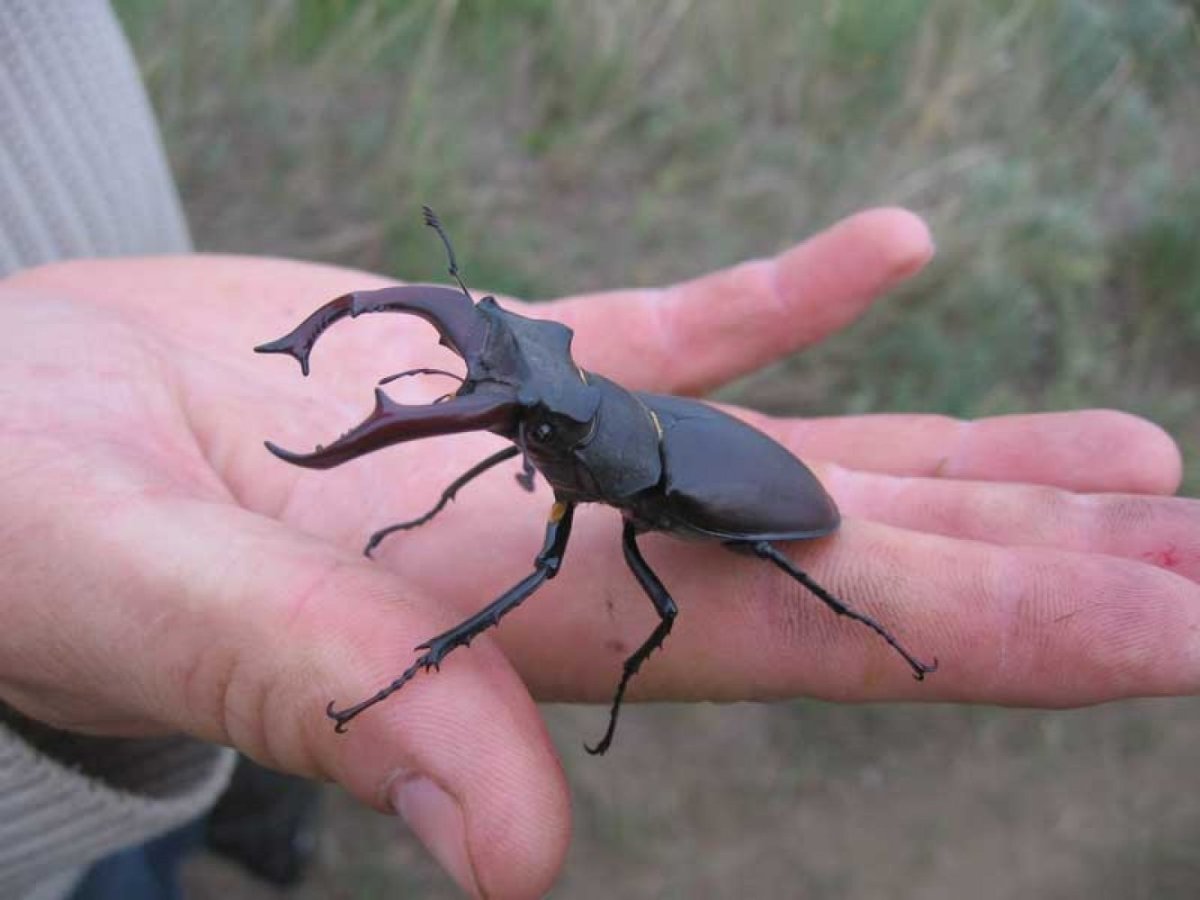 Кузнечиковые Tettigoniidae