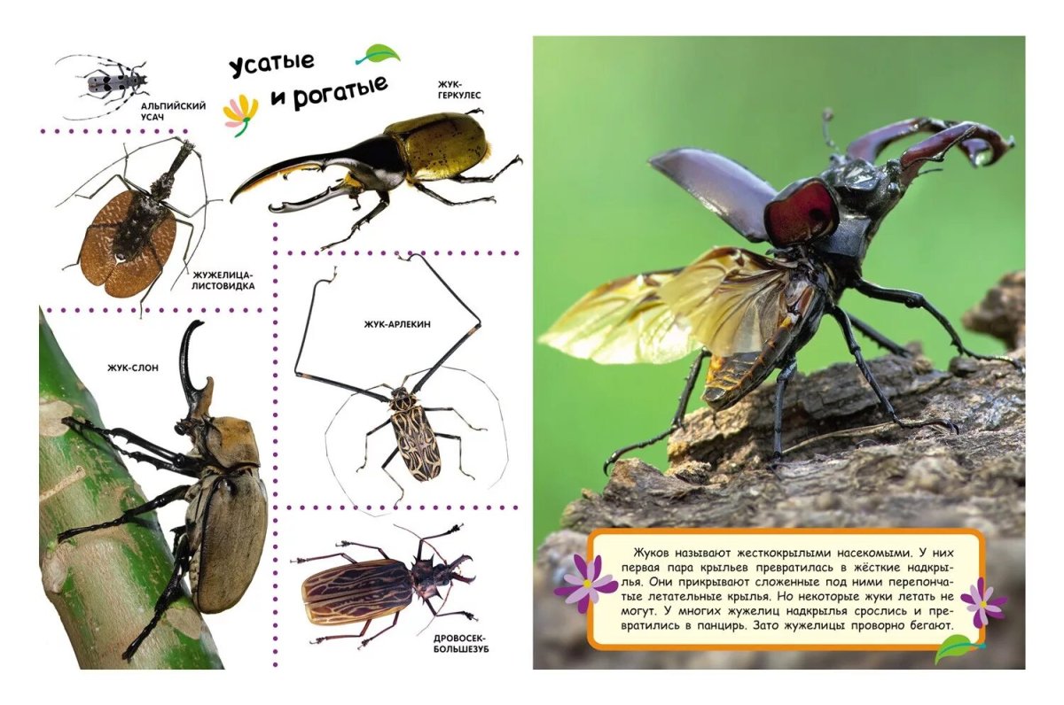 Жук Крымская жужелица