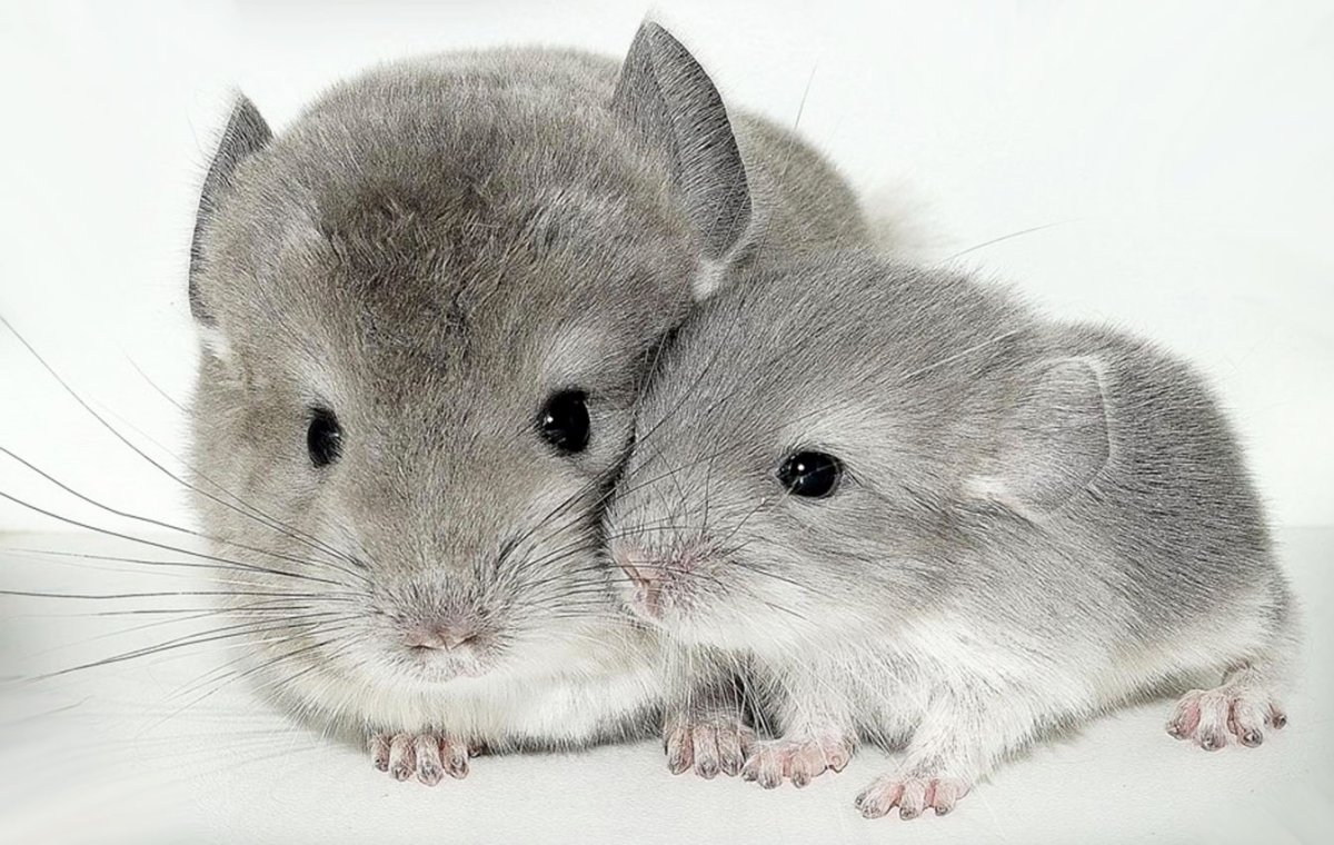 Шиншилла агути