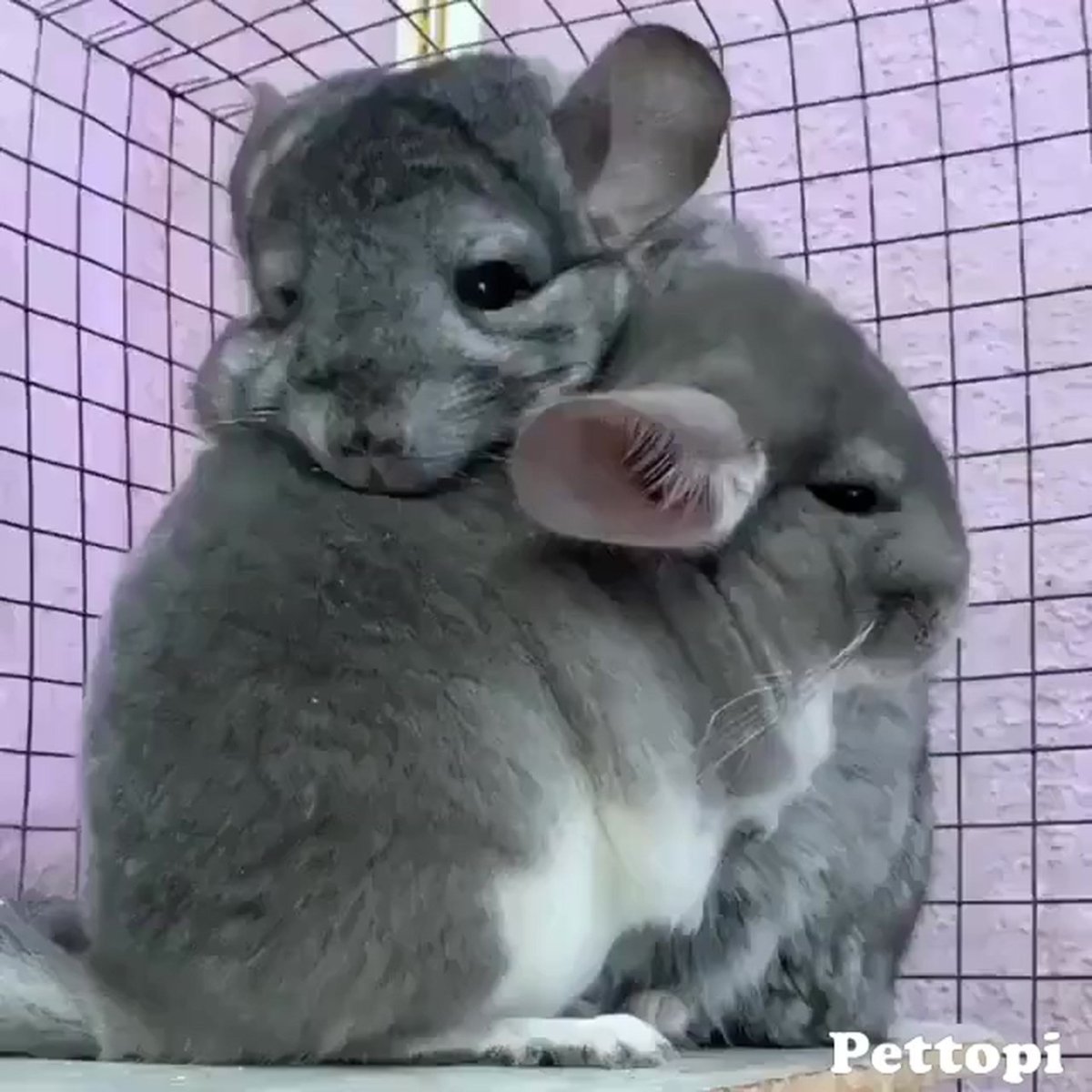 Детеныш шиншиллы