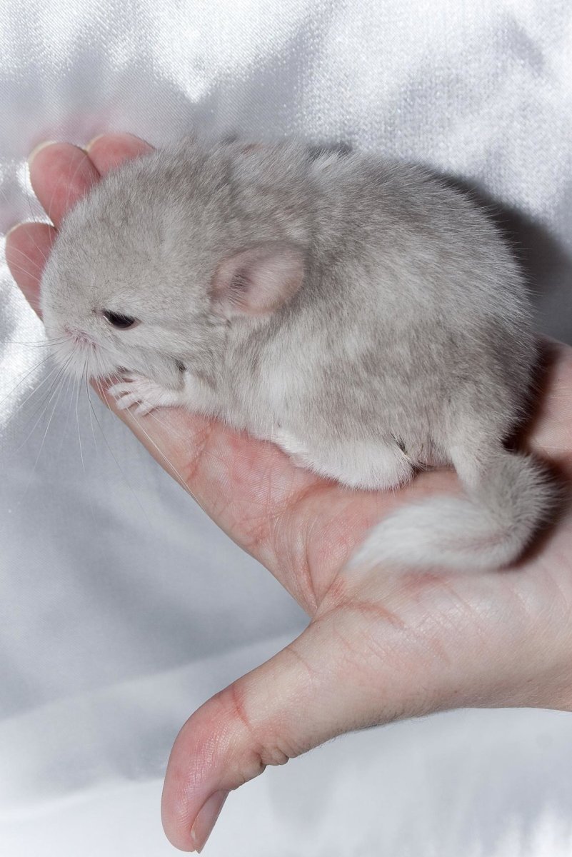 Шиншилла малыш