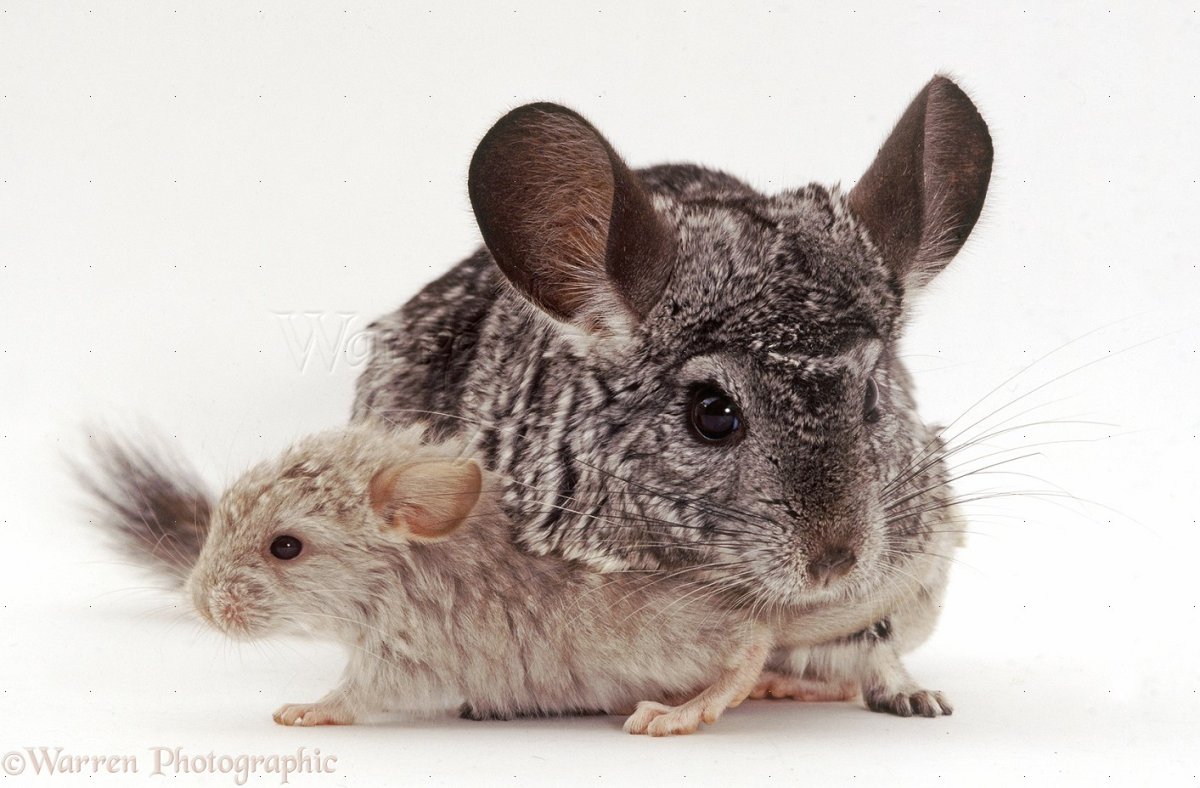 Шиншилла с шиншилятами