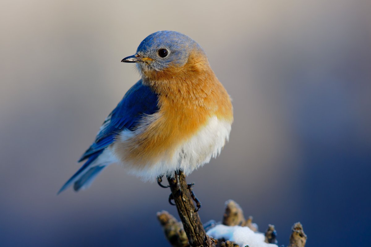 Красивые маленькие птички