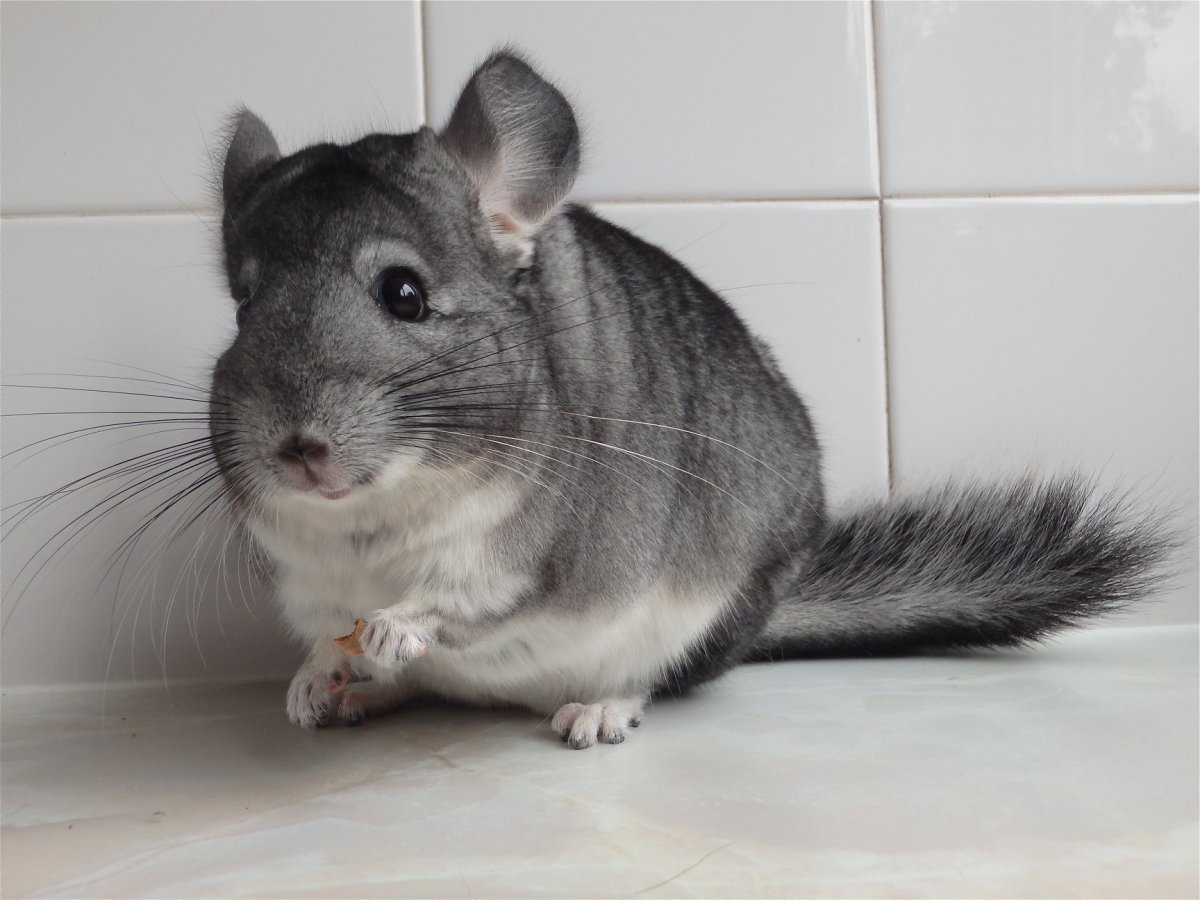 Шиншилла белый эбони