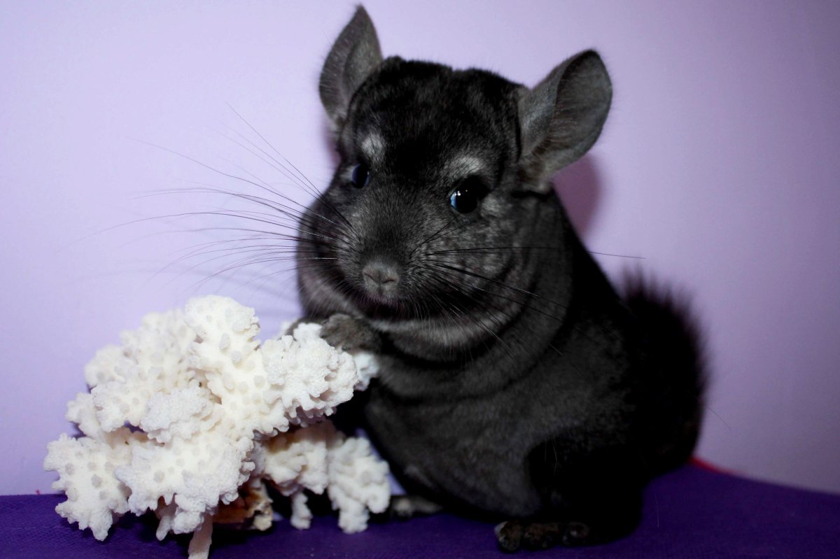 Шиншилла декоративная