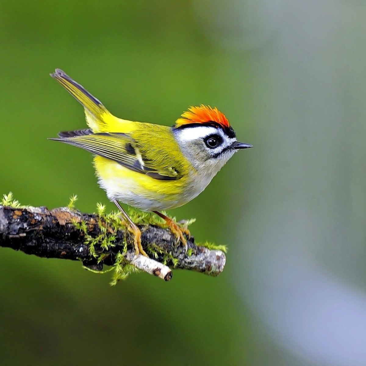 Маленькая красивая птичка