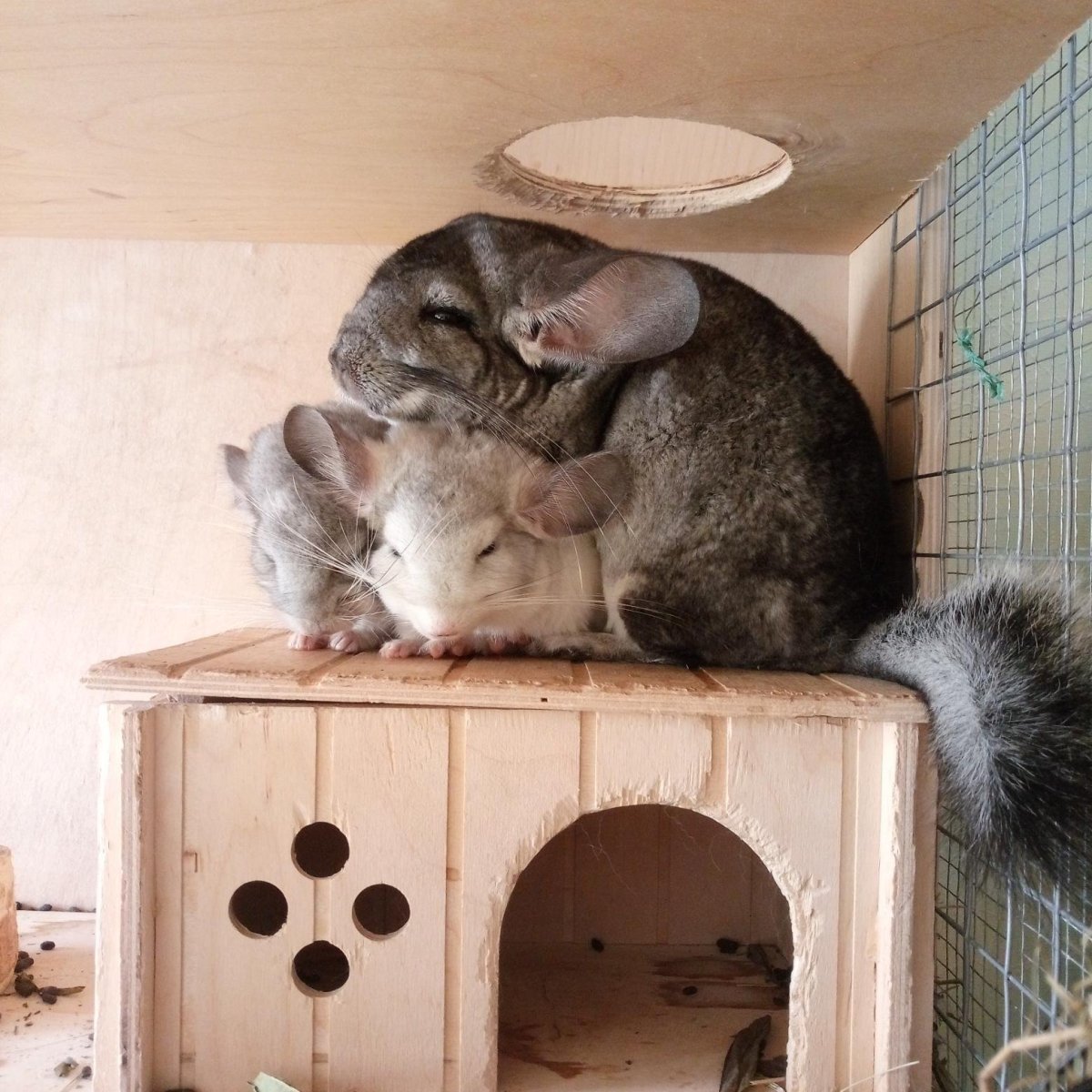 Самая маленькая шиншилла