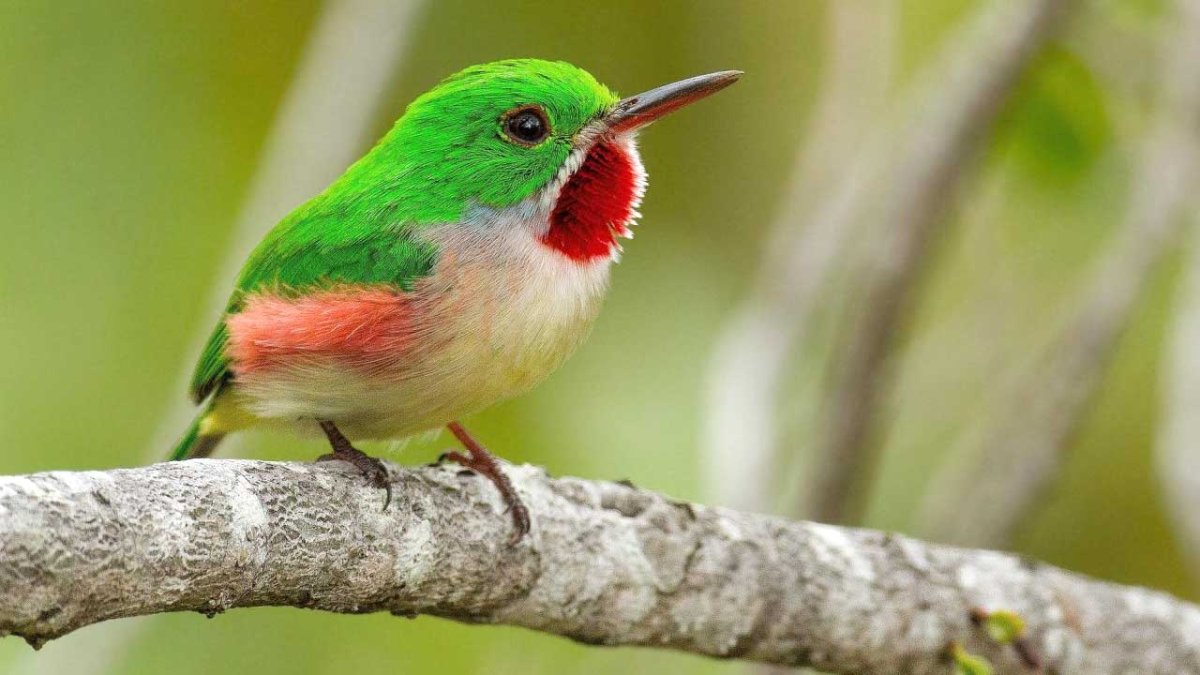 Кубинский Тоди