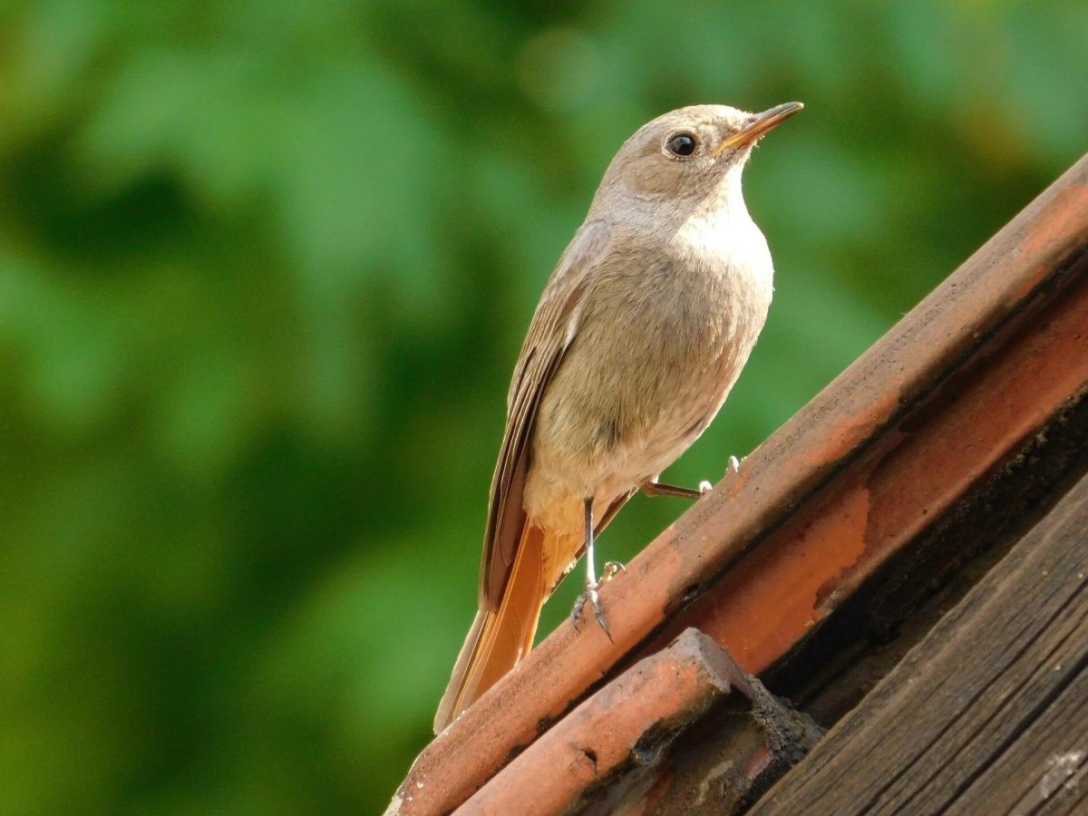 Птичка Кубинская Тоди