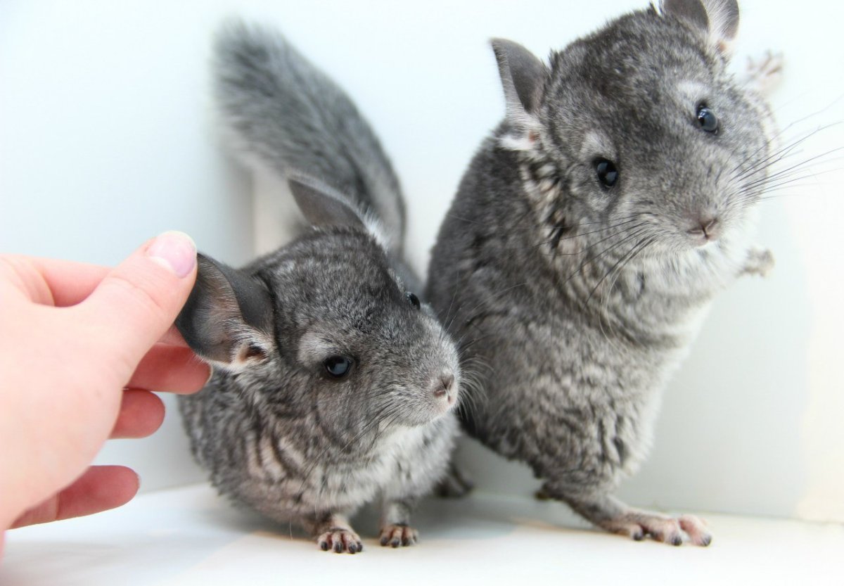 Шиншилла серая детеныш