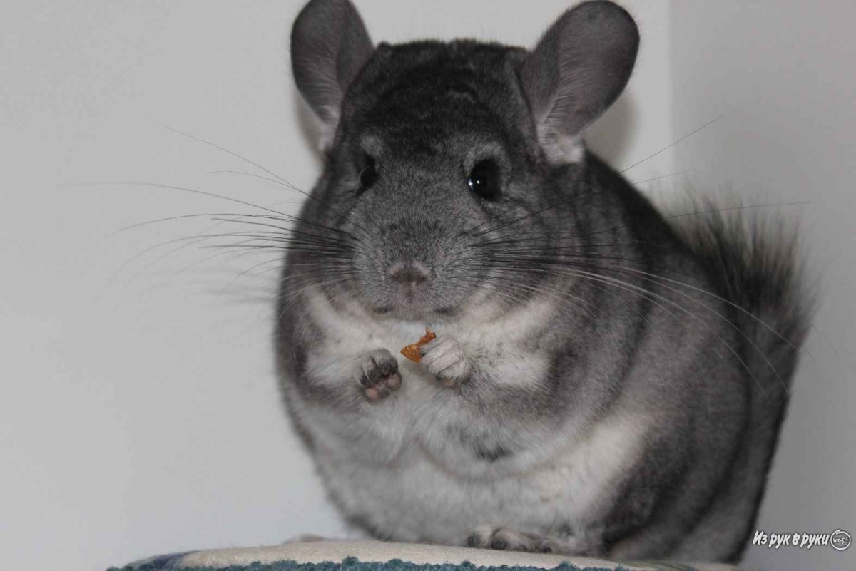Шиншилла стандарт детёныш