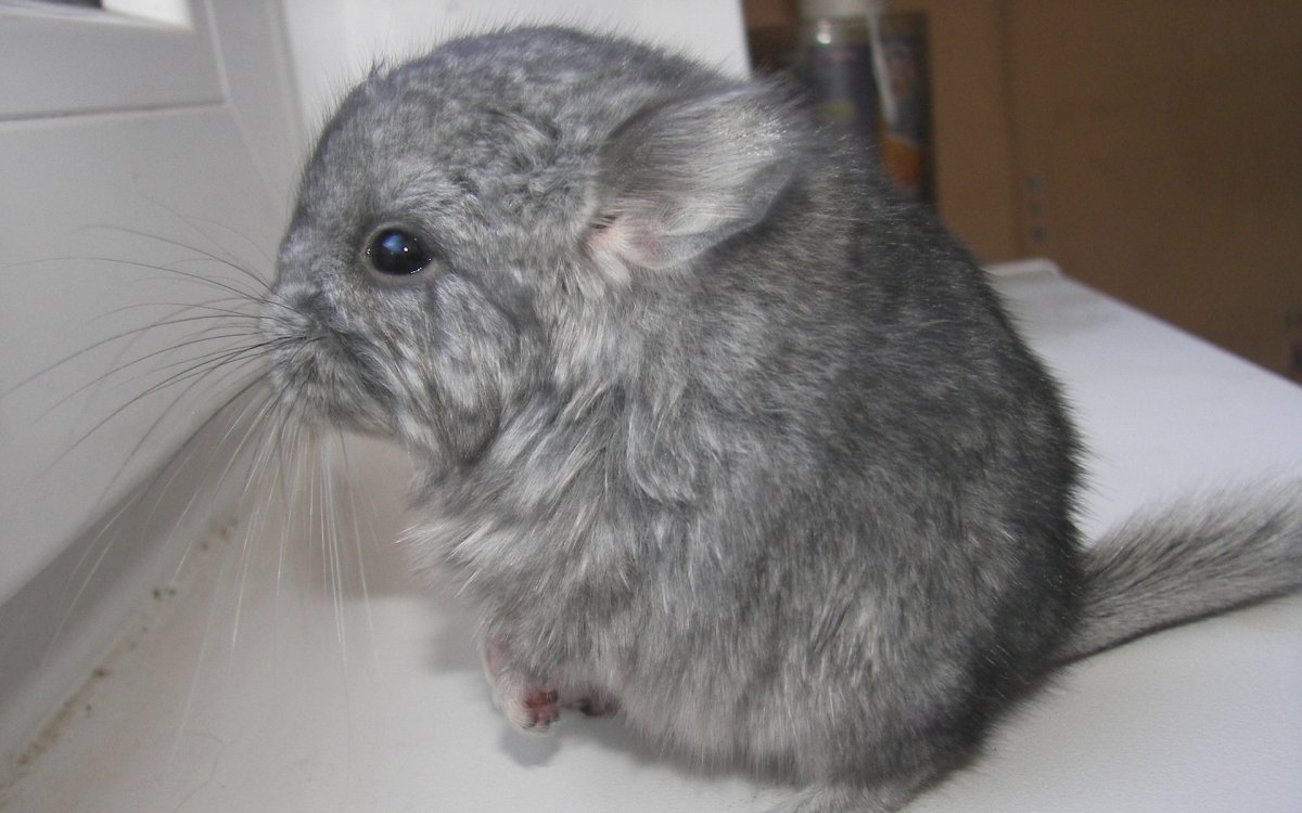 Пустынная шиншилла