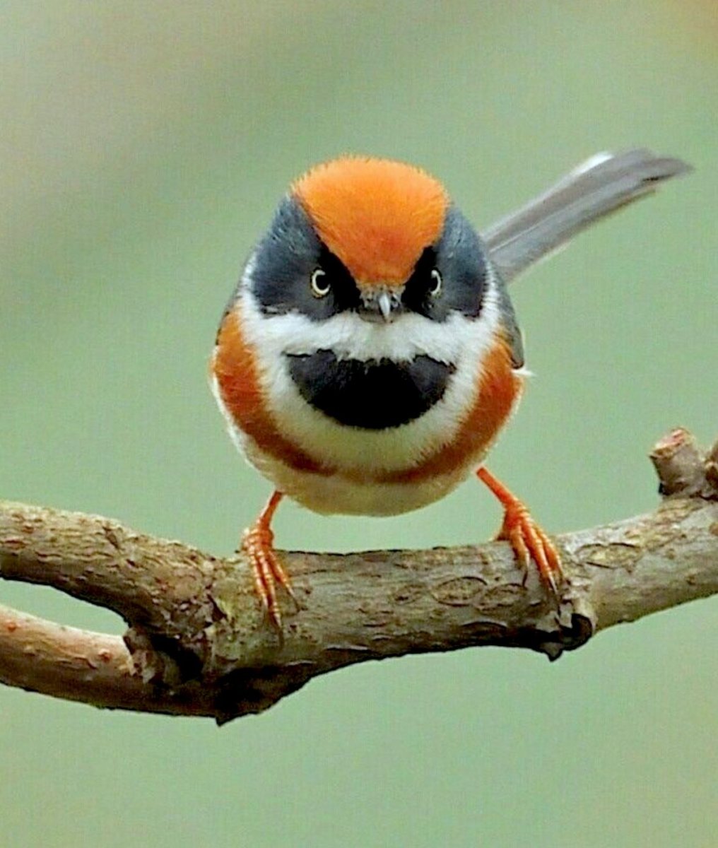 Рыжеголовая длиннохвостая синица