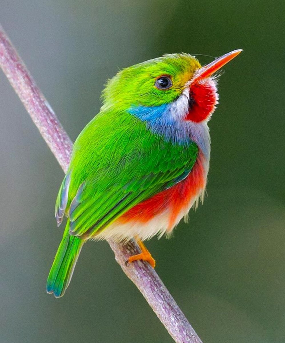 Кубинский Тоди птица