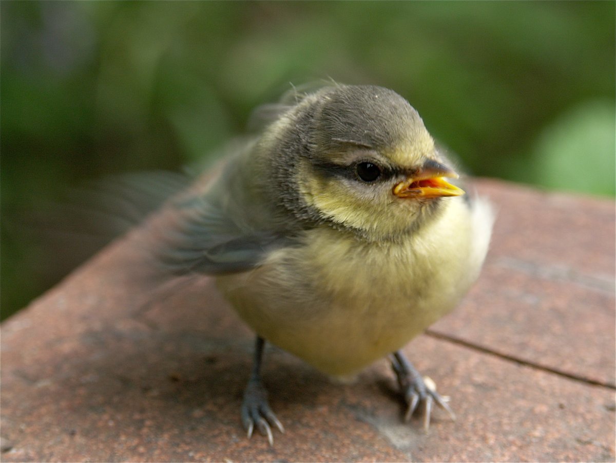 Сиреневогрудая сизоворонка