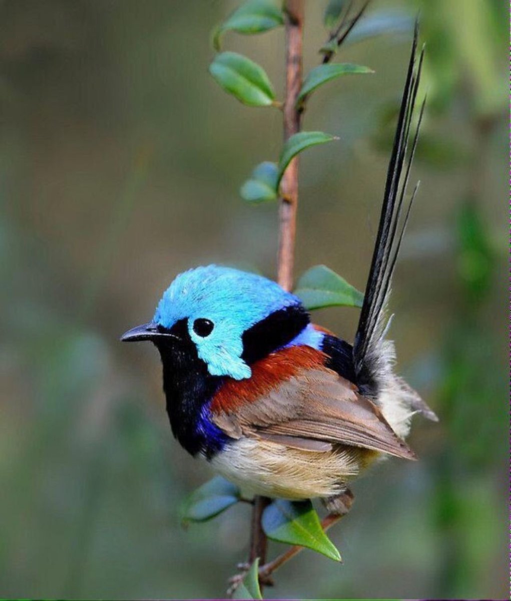 Винногорлая Колибри