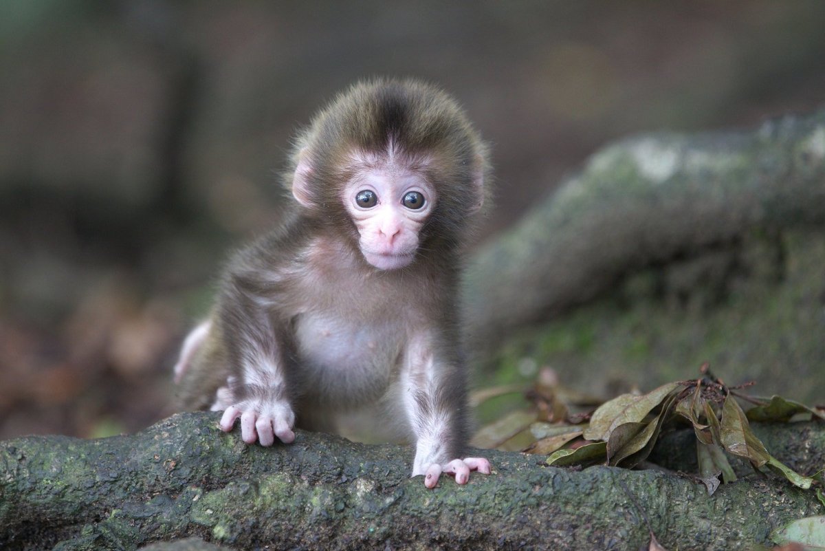 Яванская макака маленькая