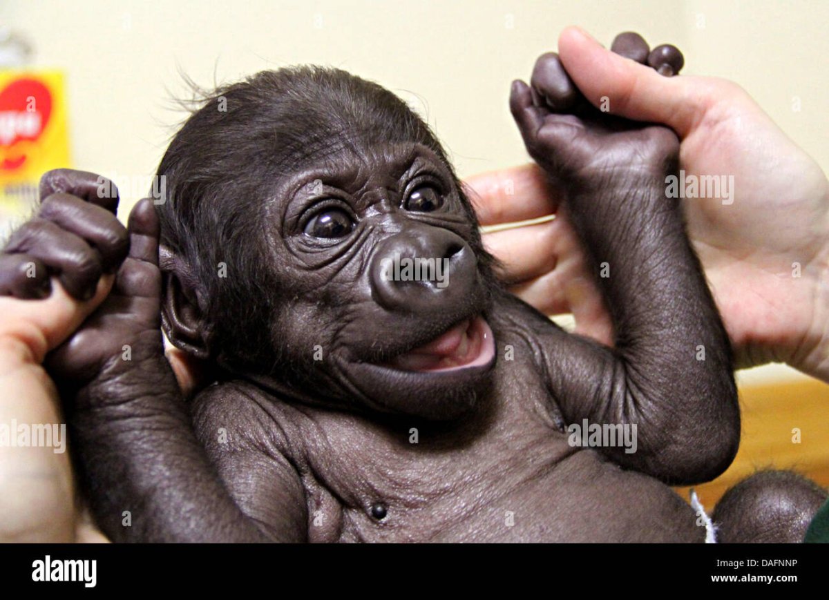 Маленькие гориллы