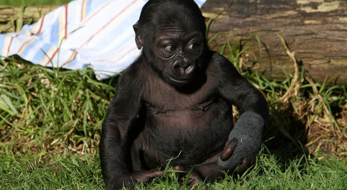 Худая обезьяна