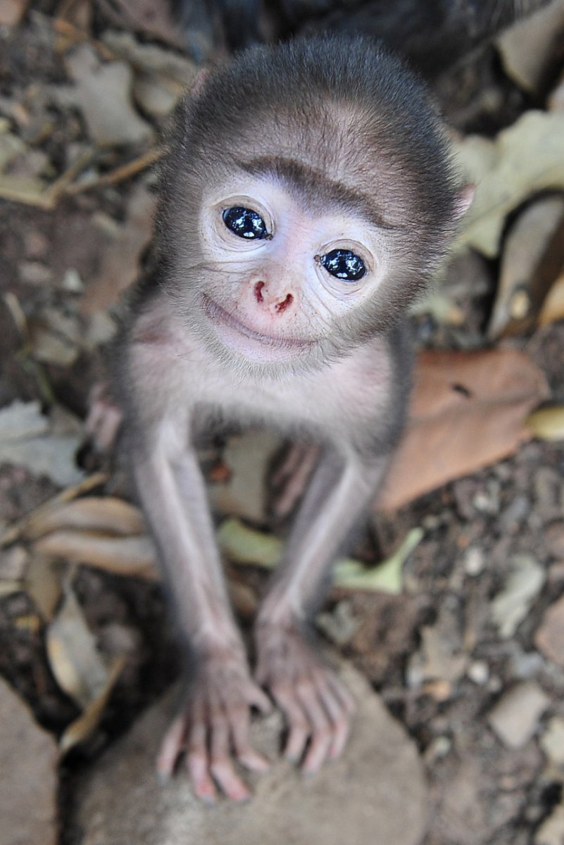 Милые обезьянки