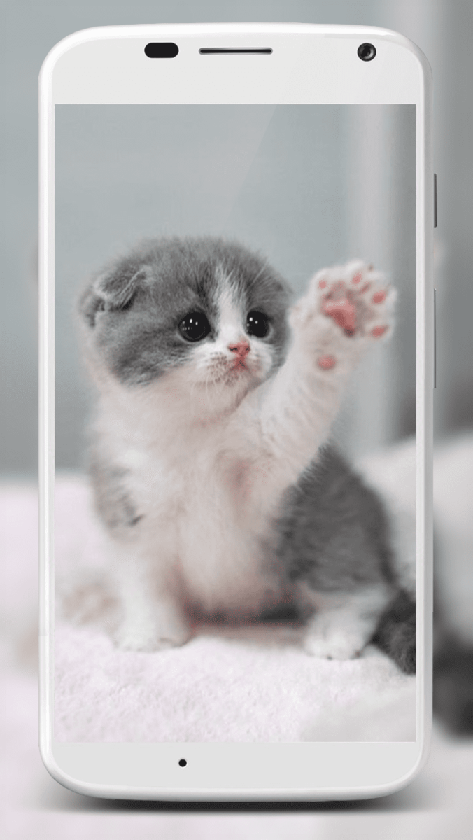 Маленький милый котенок