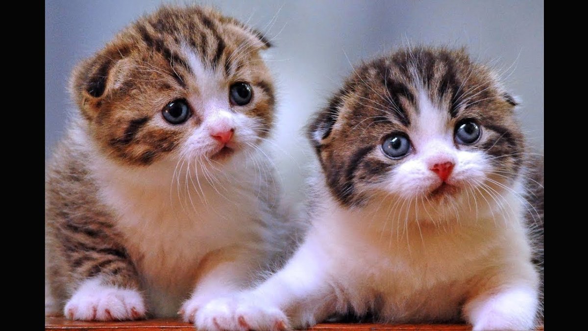 Вислоухие котята 3 цветные