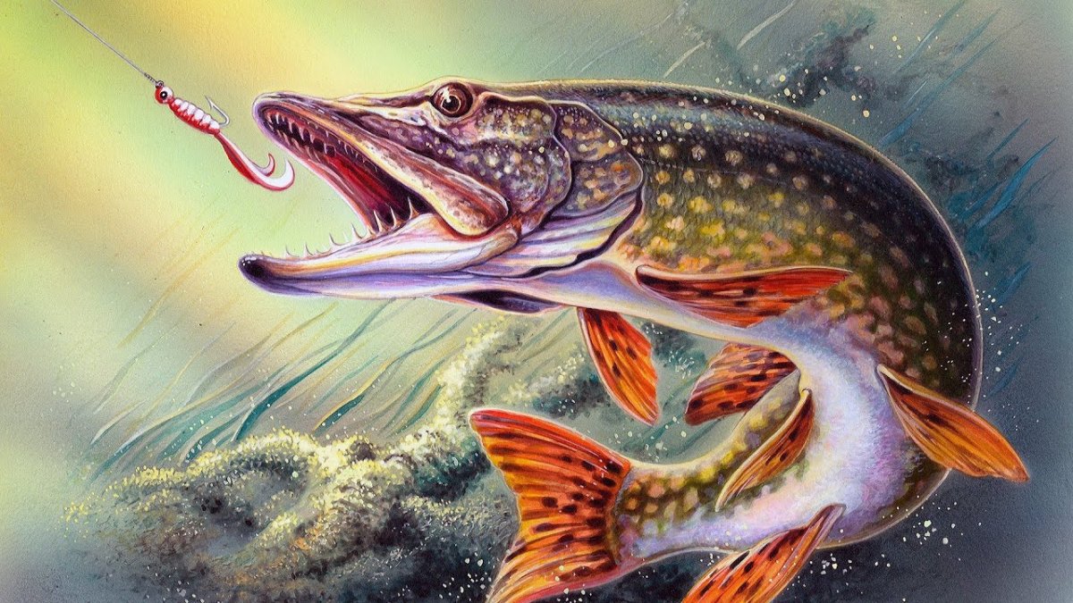 Щука хищная рыба