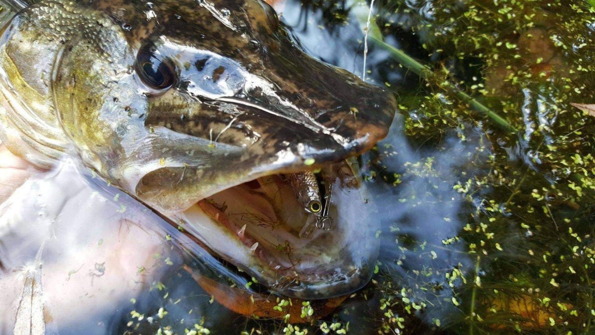 Щука на спиннинг