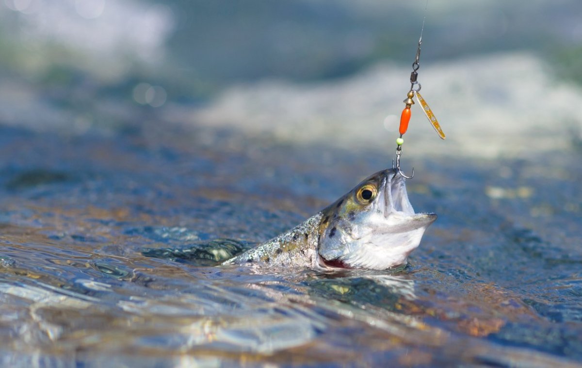 Ловля на блесну