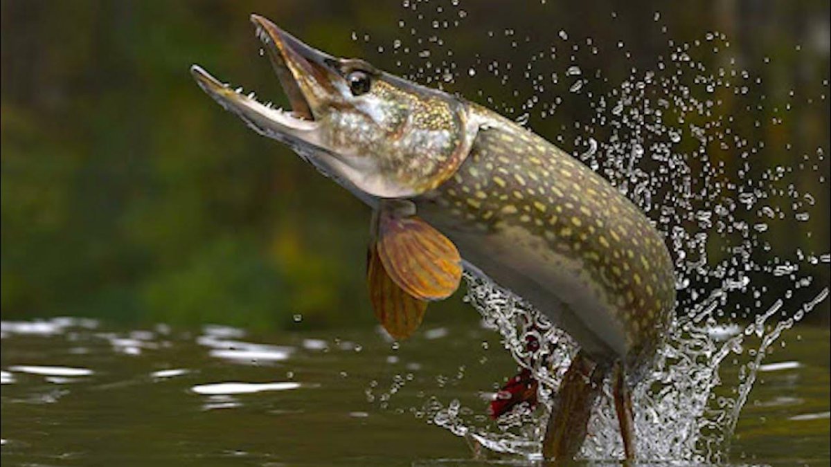 Щука обыкновенная - Esox Lucius. Рыбалка на щуку