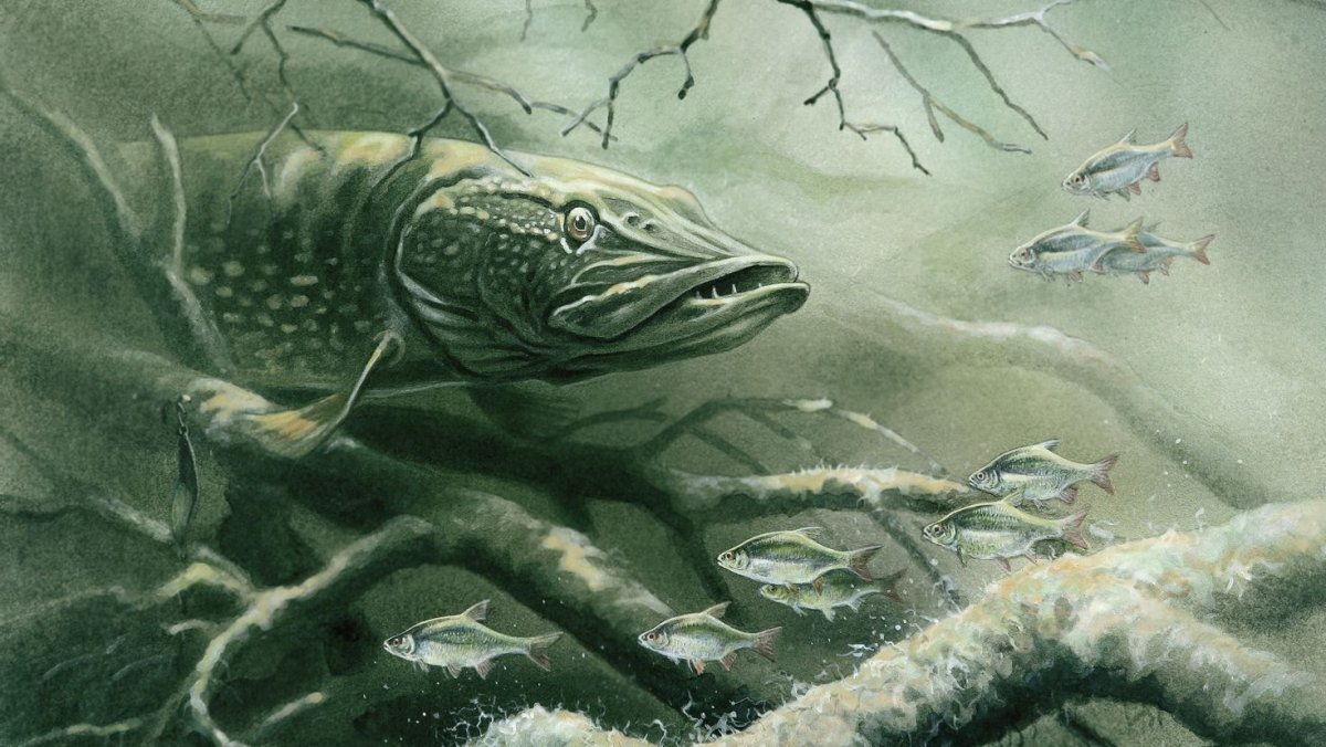 Щука в корягах