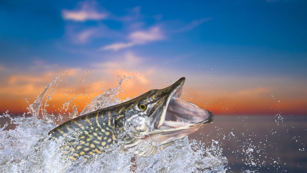 Щука выпрыгивает из воды