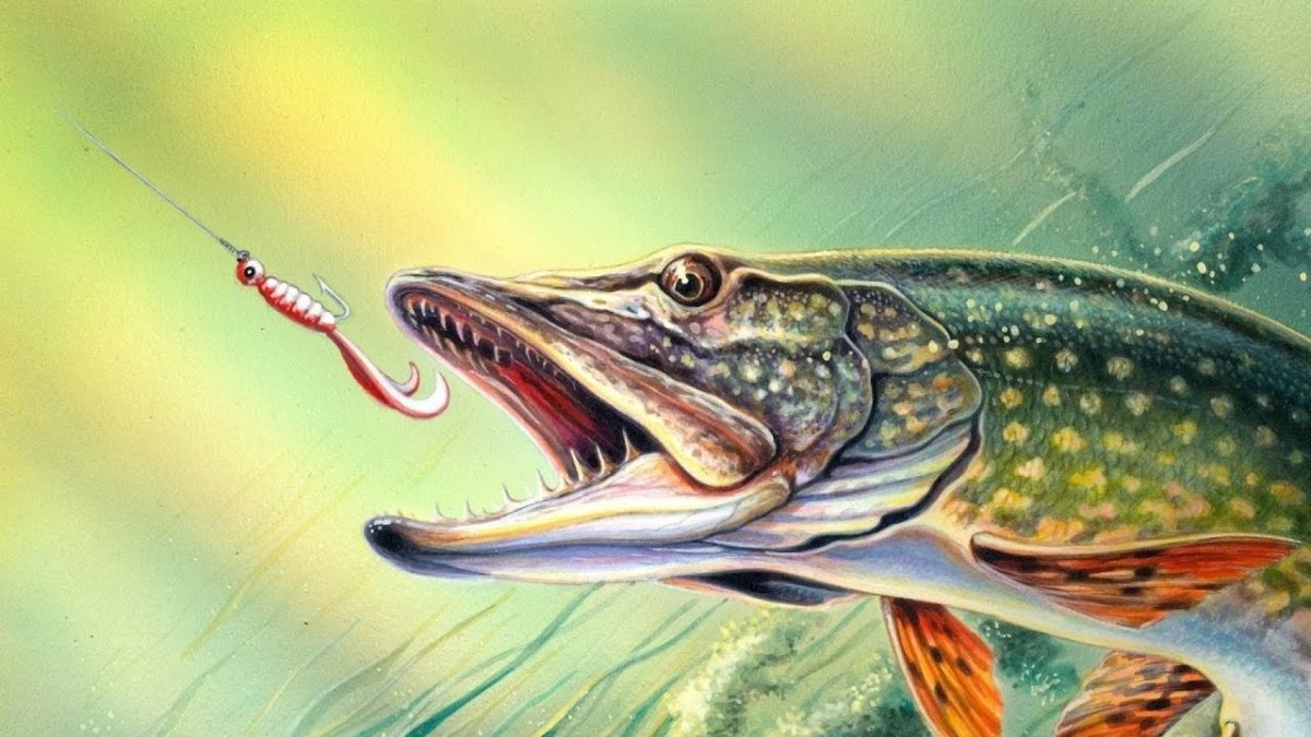 Щука на заставку