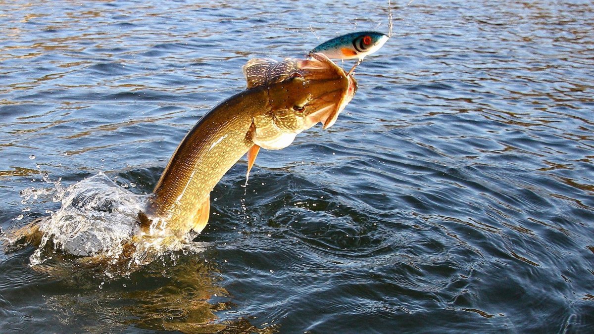 Щука выпрыгивает из воды