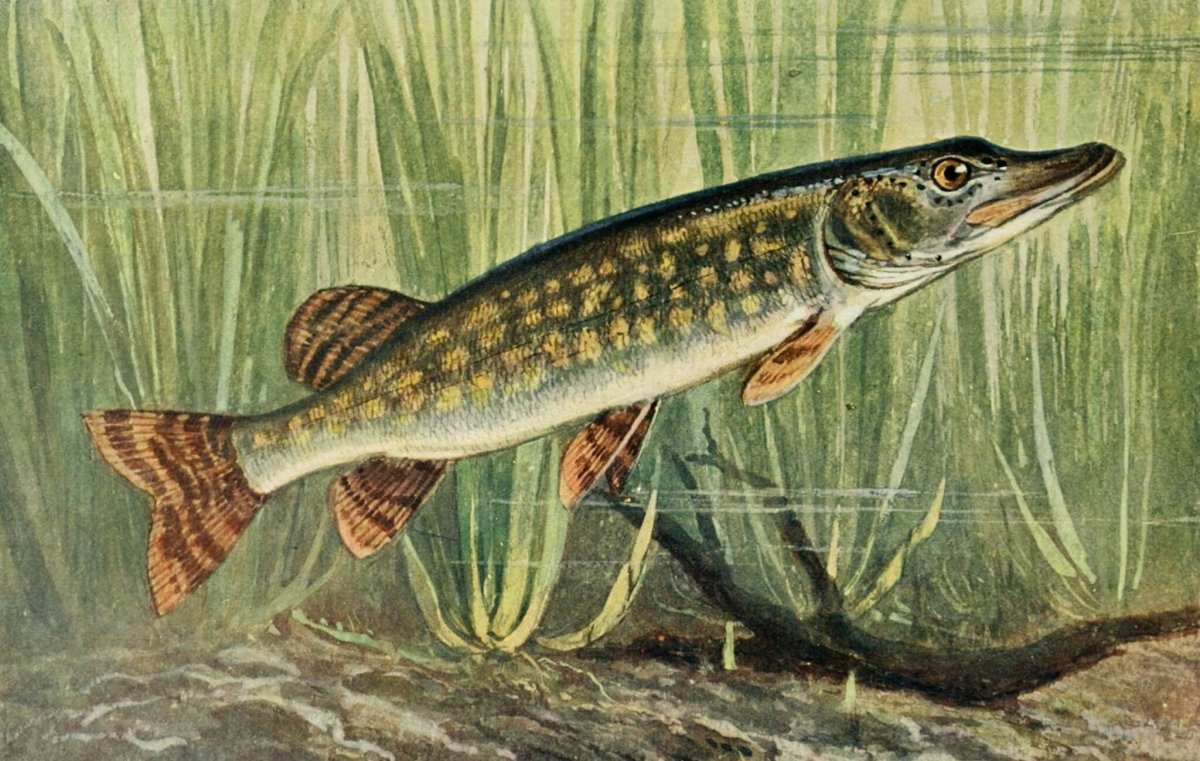 Esox Lucius иллюстрации