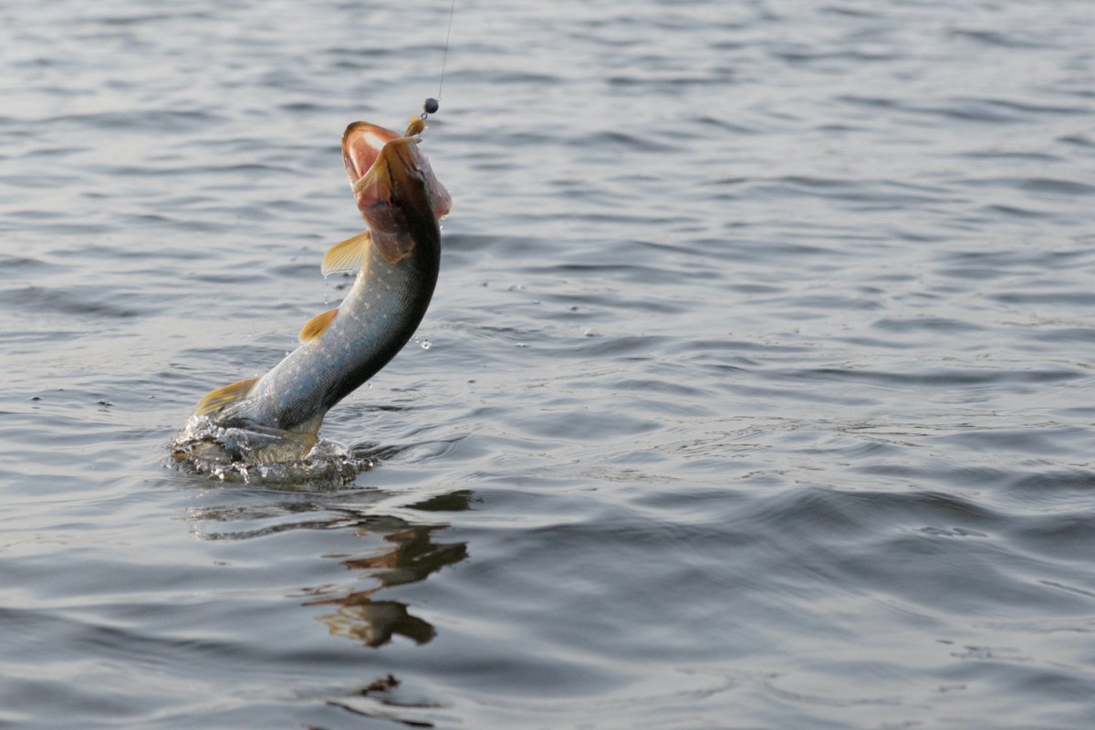 Вытащить рыбу из воды