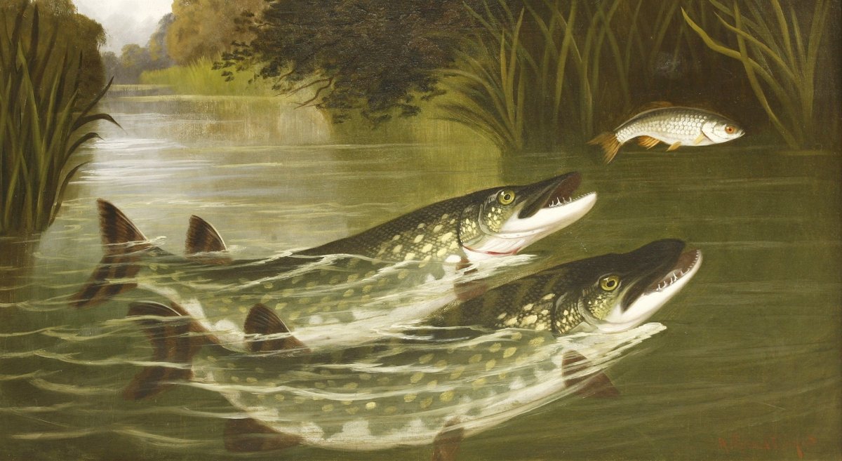 Щука на охоте