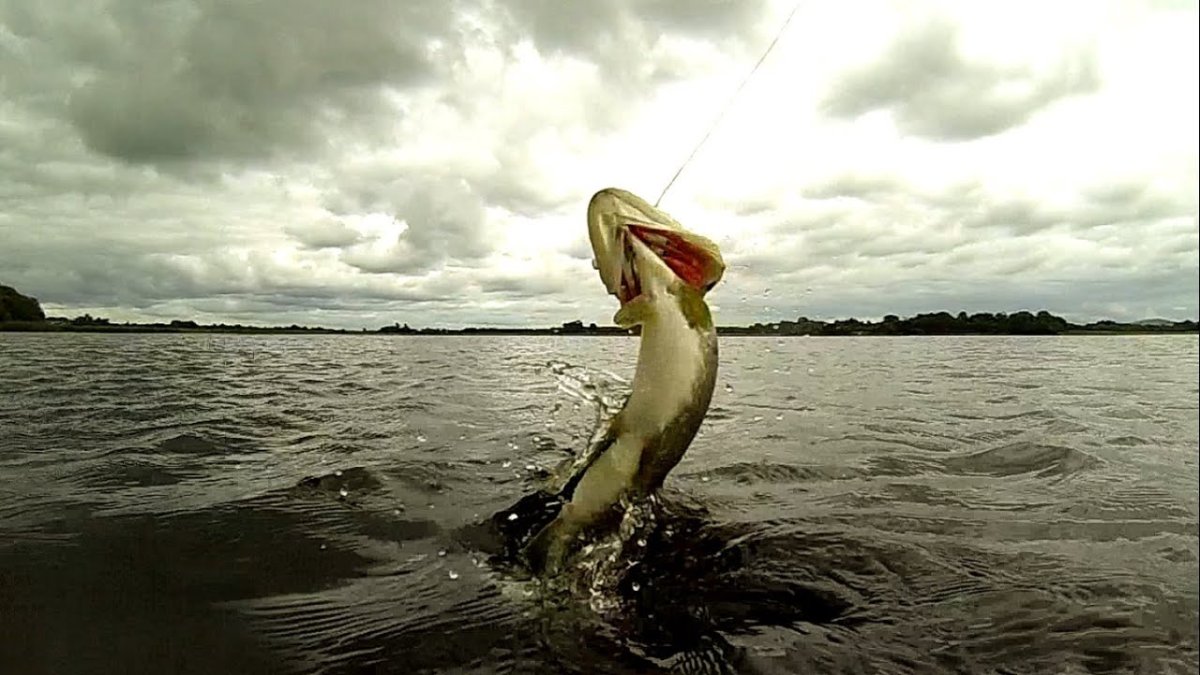 Щука прыгает