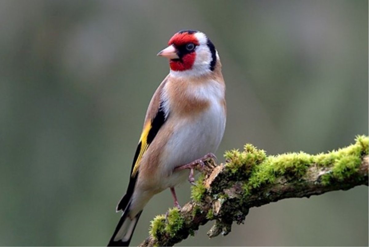 Черноголовый щегол гнездо